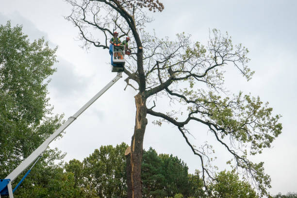 Best Leaf Removal  in Amsterdam, NY