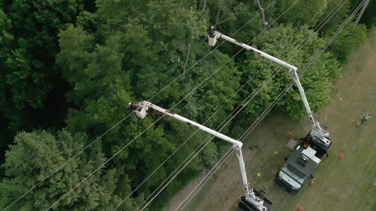 Best Tree Cabling and Bracing  in Amsterdam, NY
