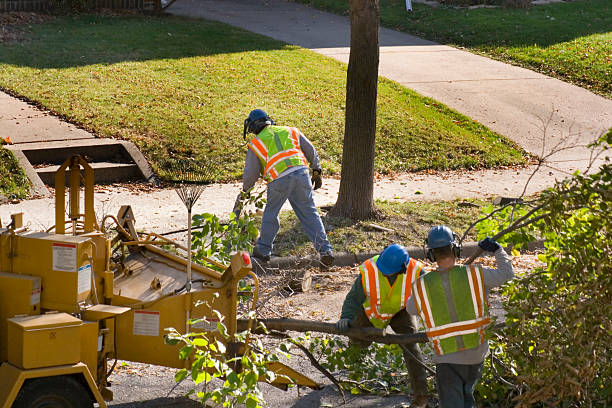 Best Lawn Renovation and Restoration  in Amsterdam, NY