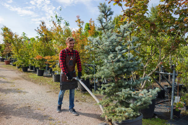 Best Root Management and Removal  in Amsterdam, NY