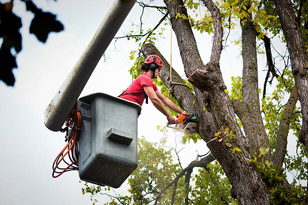 Best Tree Health Inspection  in Amsterdam, NY