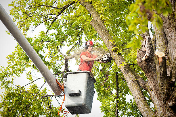Best Tree Removal  in Amsterdam, NY